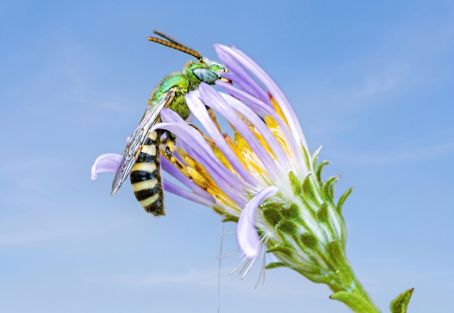 Male green sweat bee with a green head and thorax and a gold-and-black striped abdomen, on a pale aster
