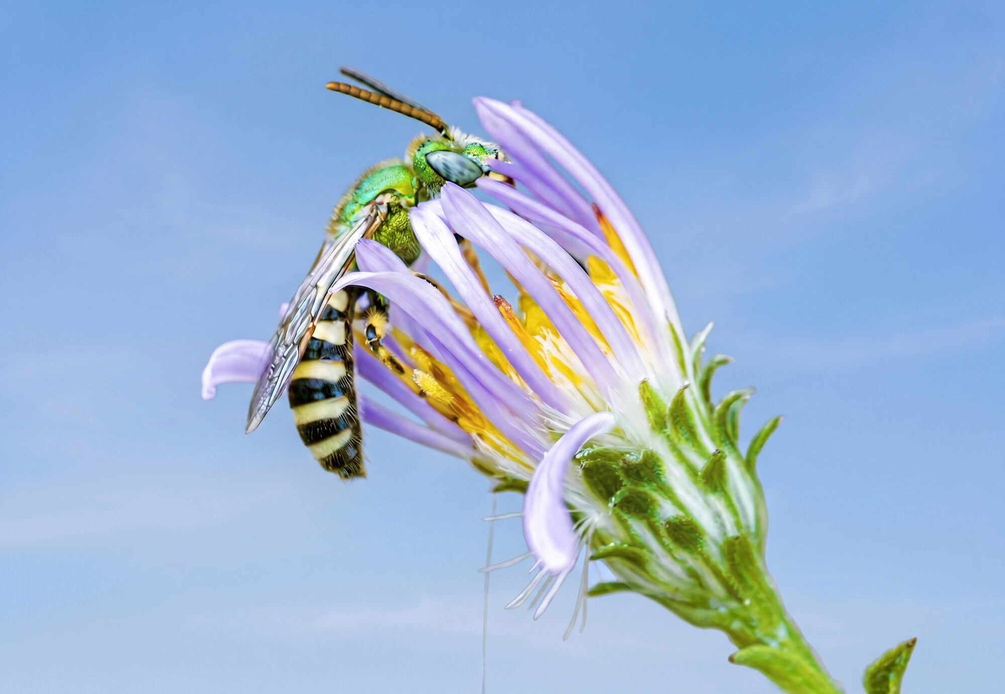 Metallic green sweat bee on a lavender aster against blue sky