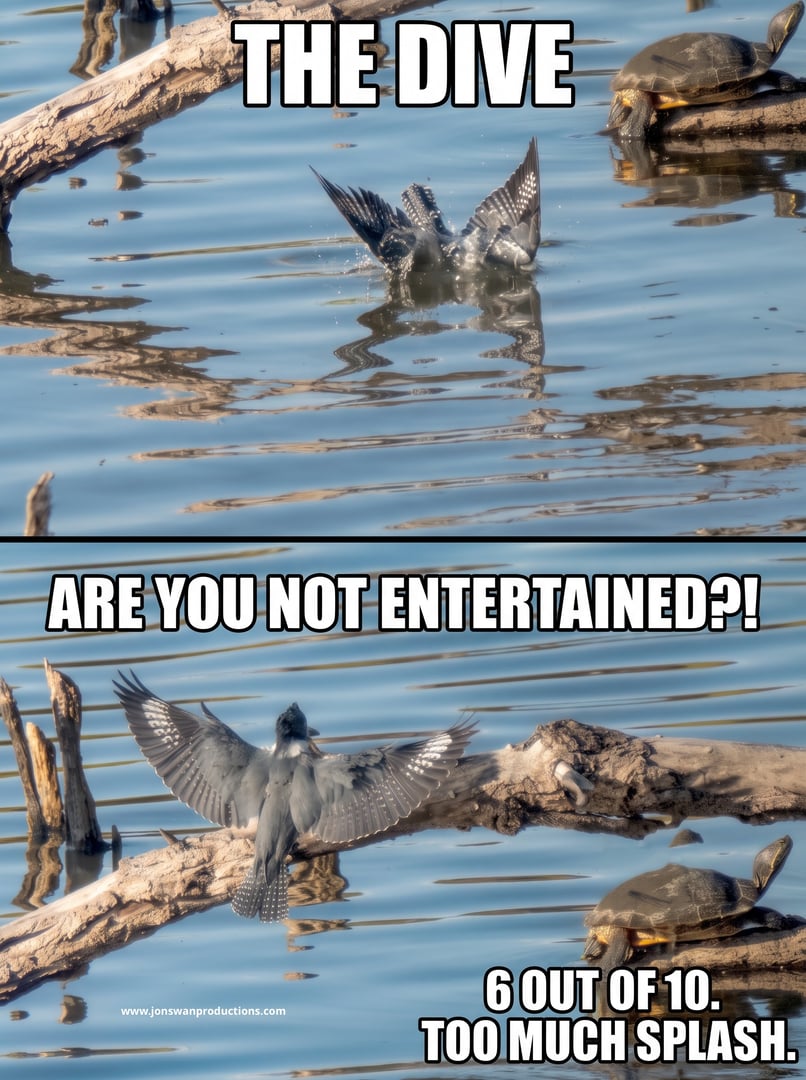 Two-panel meme: a Belted Kingfisher plunging into the water, then landing with wings spread, watched by a turtle on a log