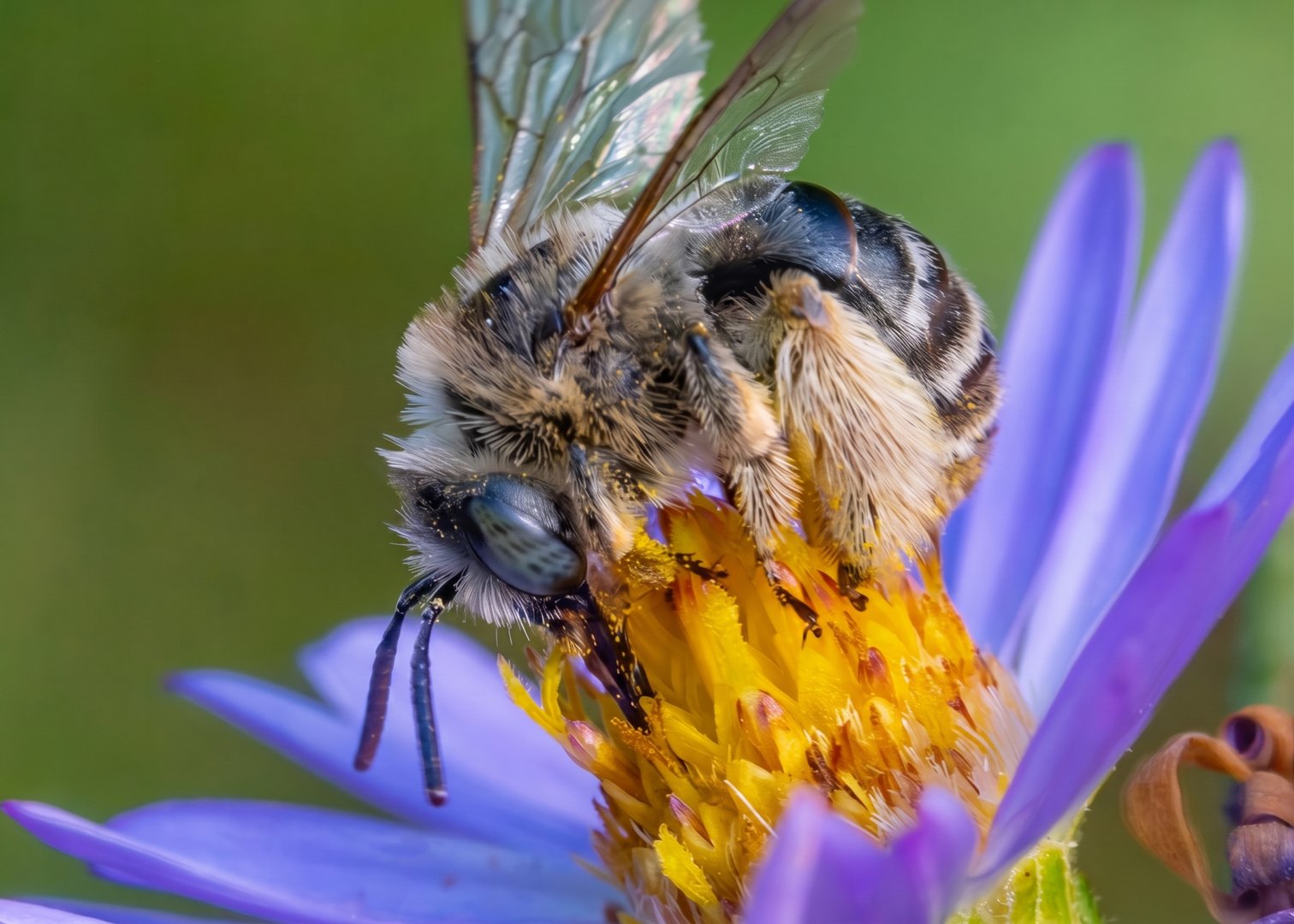 Close-up of a bee on a purple flower, collecting pollen from its yellow center against a green background.