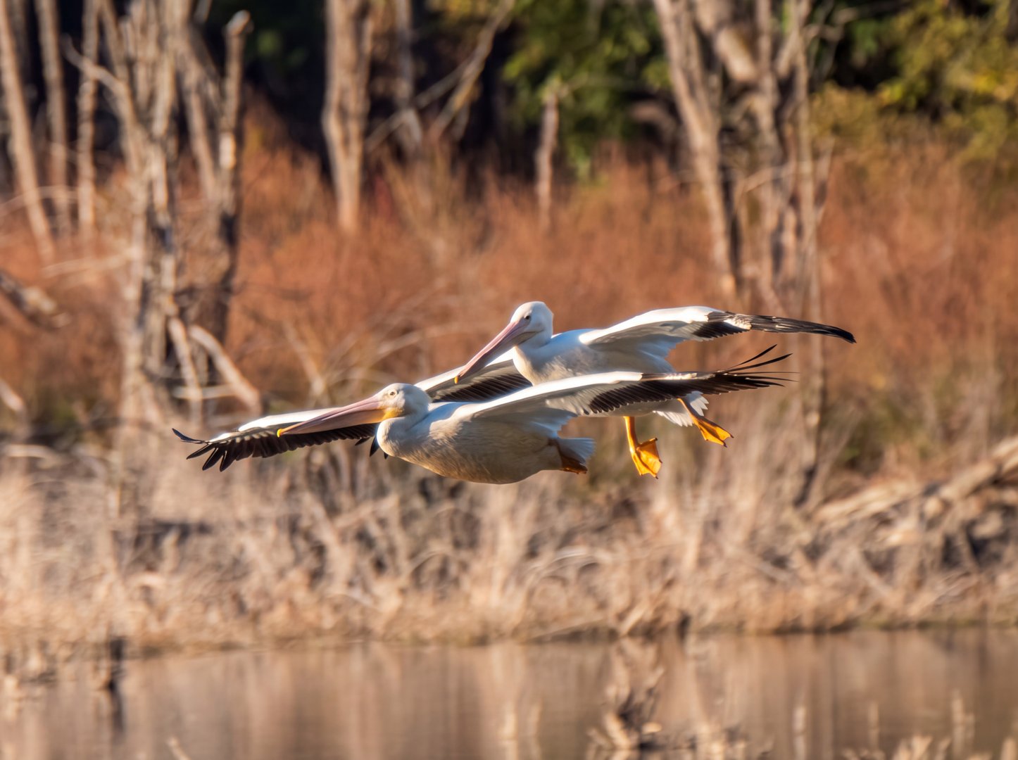 White Pelicans at Oaks Bottom: A First for Everyone on the Trail