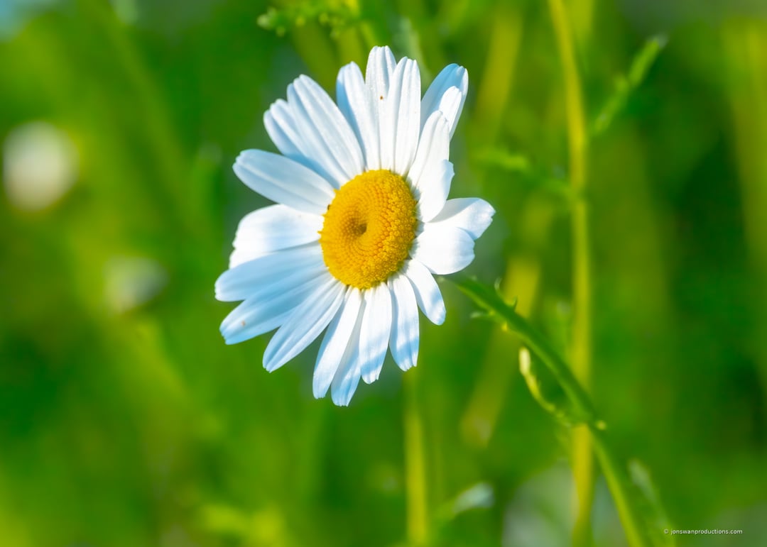 A daisy at Oaks Bottom in golden hour light
