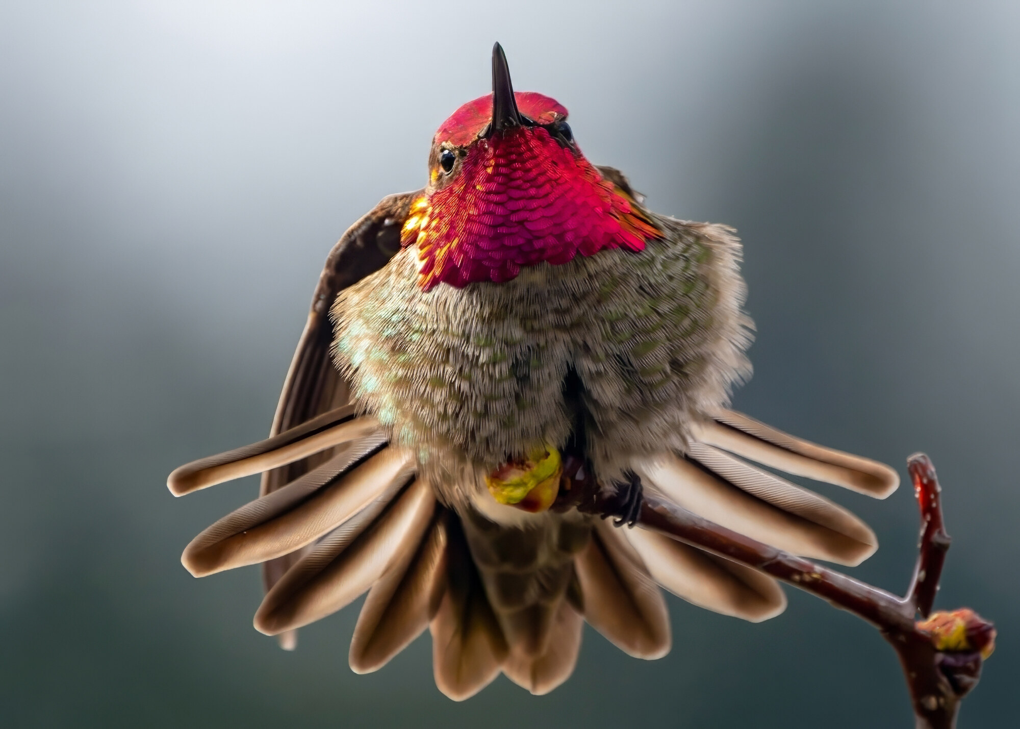 Close-up of a hummingbird with a vivid red iridescent throat perched on a twig, wings spread outward.