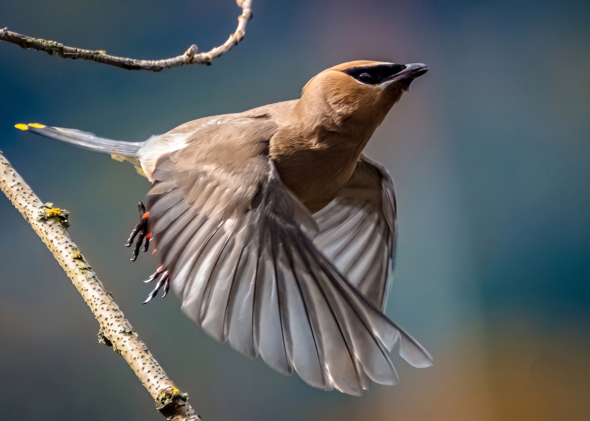 Brown bird in mid-flight with wings spread, near a lichen-covered branch, blurred blue-green background.