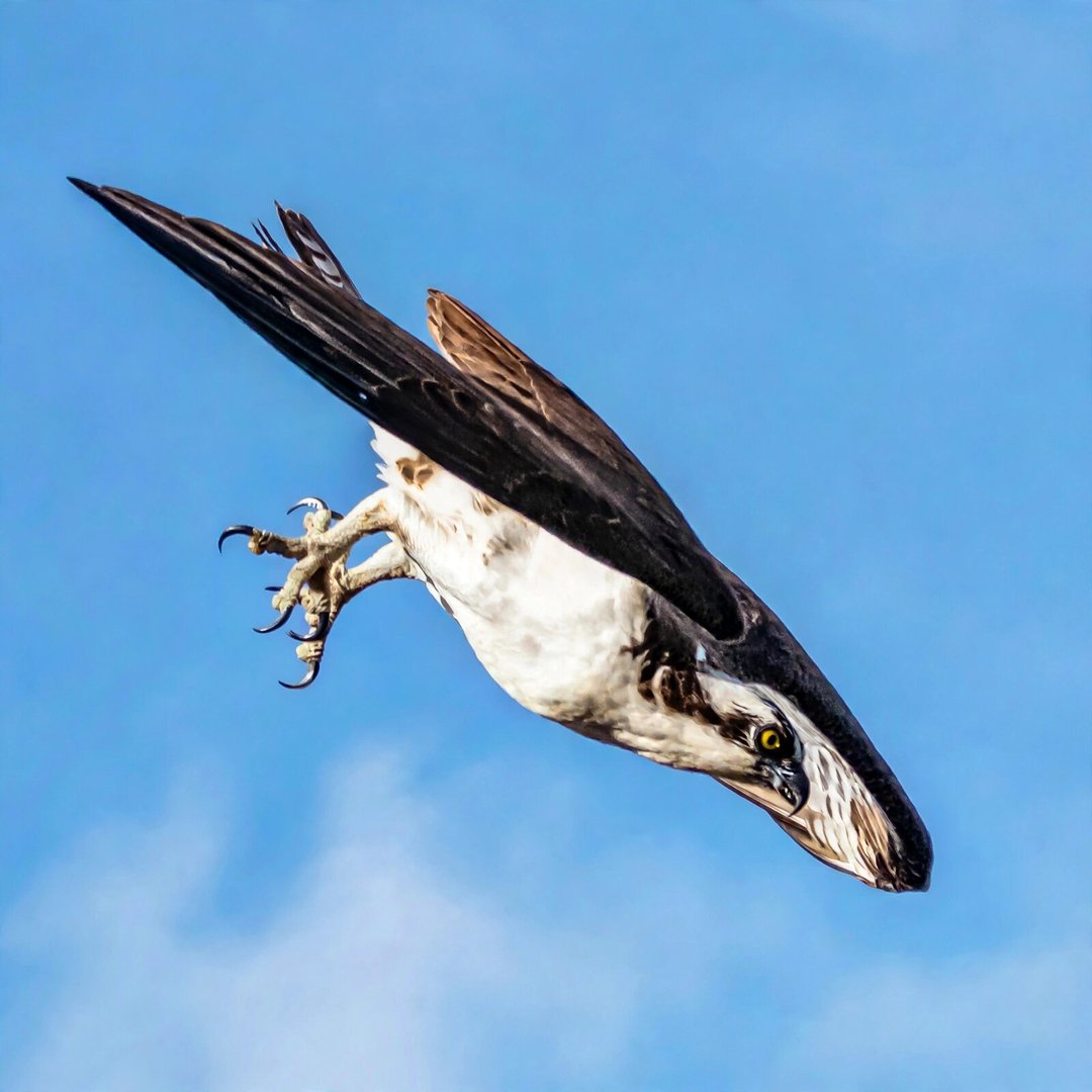 Osprey in a committed dive with wings swept back and talons open against blue sky