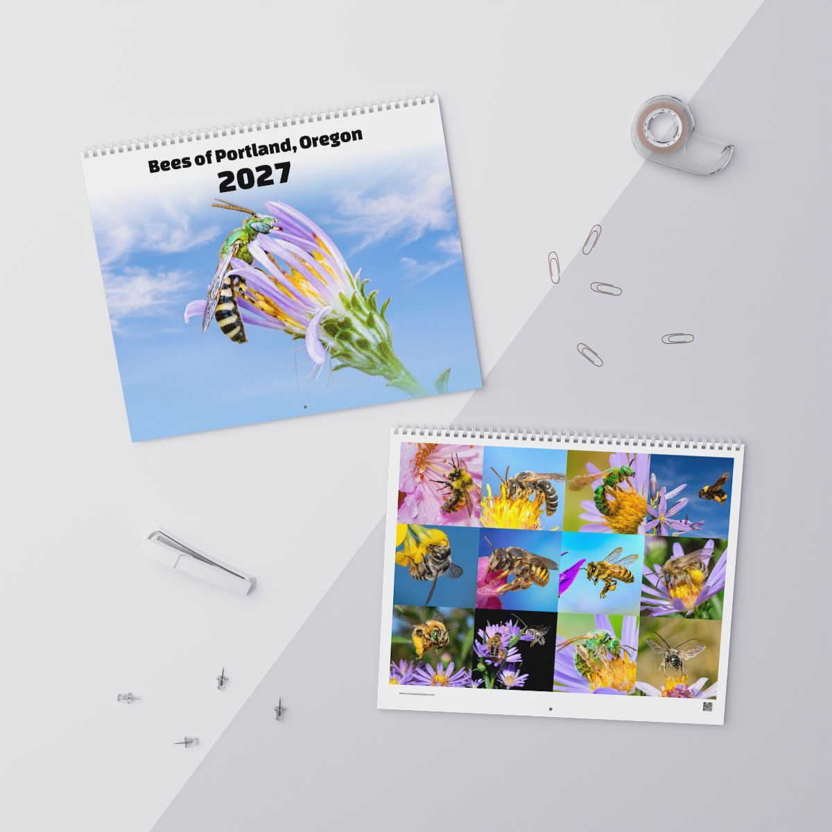 Bees of Portland, Oregon 2027 wall calendar cover, a male green sweat bee on a lavender flower