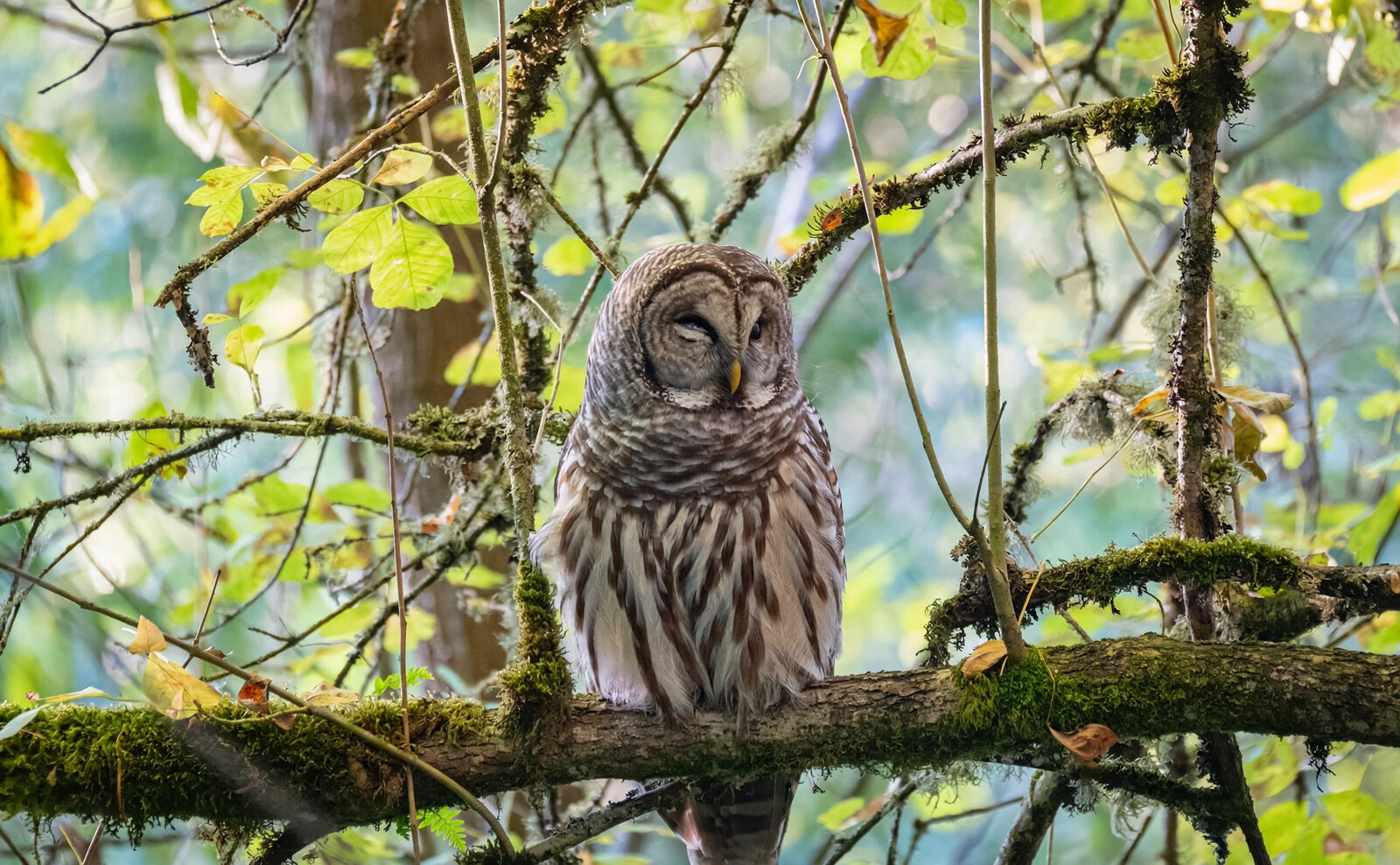 Barred owl mid-blink on a mossy branch surrounded by green forest