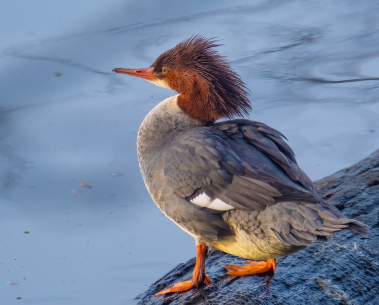 The Common Merganser