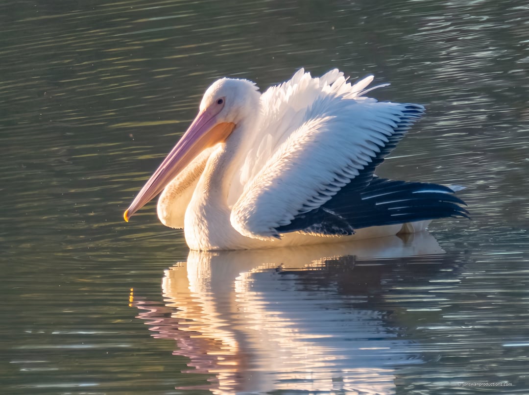 American White Pelican on calm water with wings half raised, showing white coverts and black flight feathers, reflected below