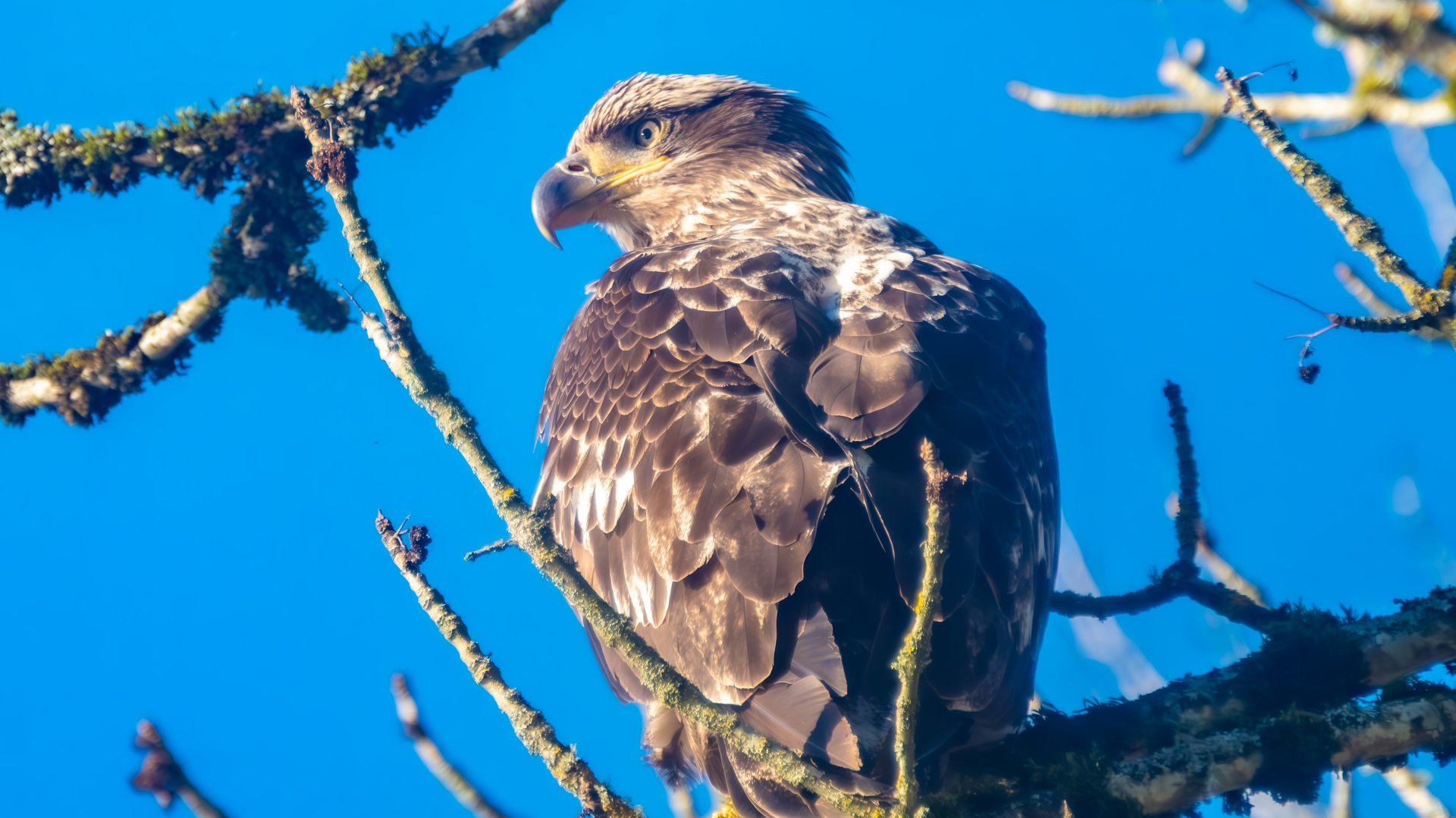 Golden Hour at Oaks Bottom — Eagles, Ospreys, and Spring in Full Bloom