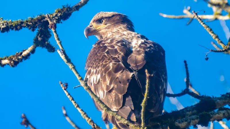 Golden Hour at Oaks Bottom — Eagles, Ospreys, and Spring in Full Bloom