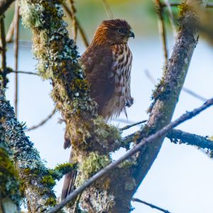 The Merlin That Wasn’t — A Juvenile Cooper’s Hawk at Oaks Bottom