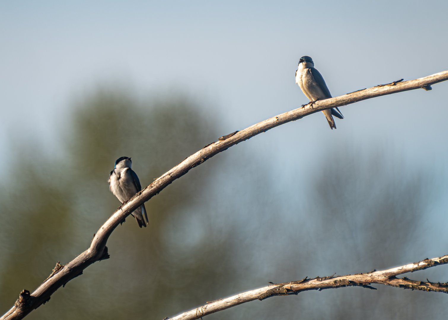 Tree Swallow pair at Oaks Bottom