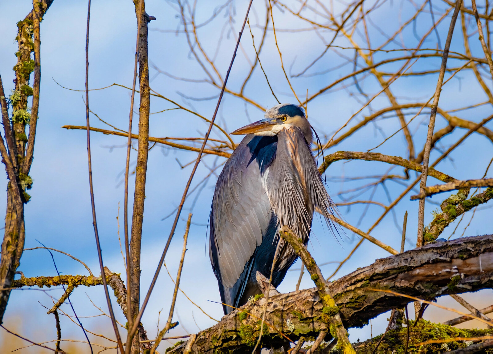 Great blue heron perched high in bare branches against a blue sky