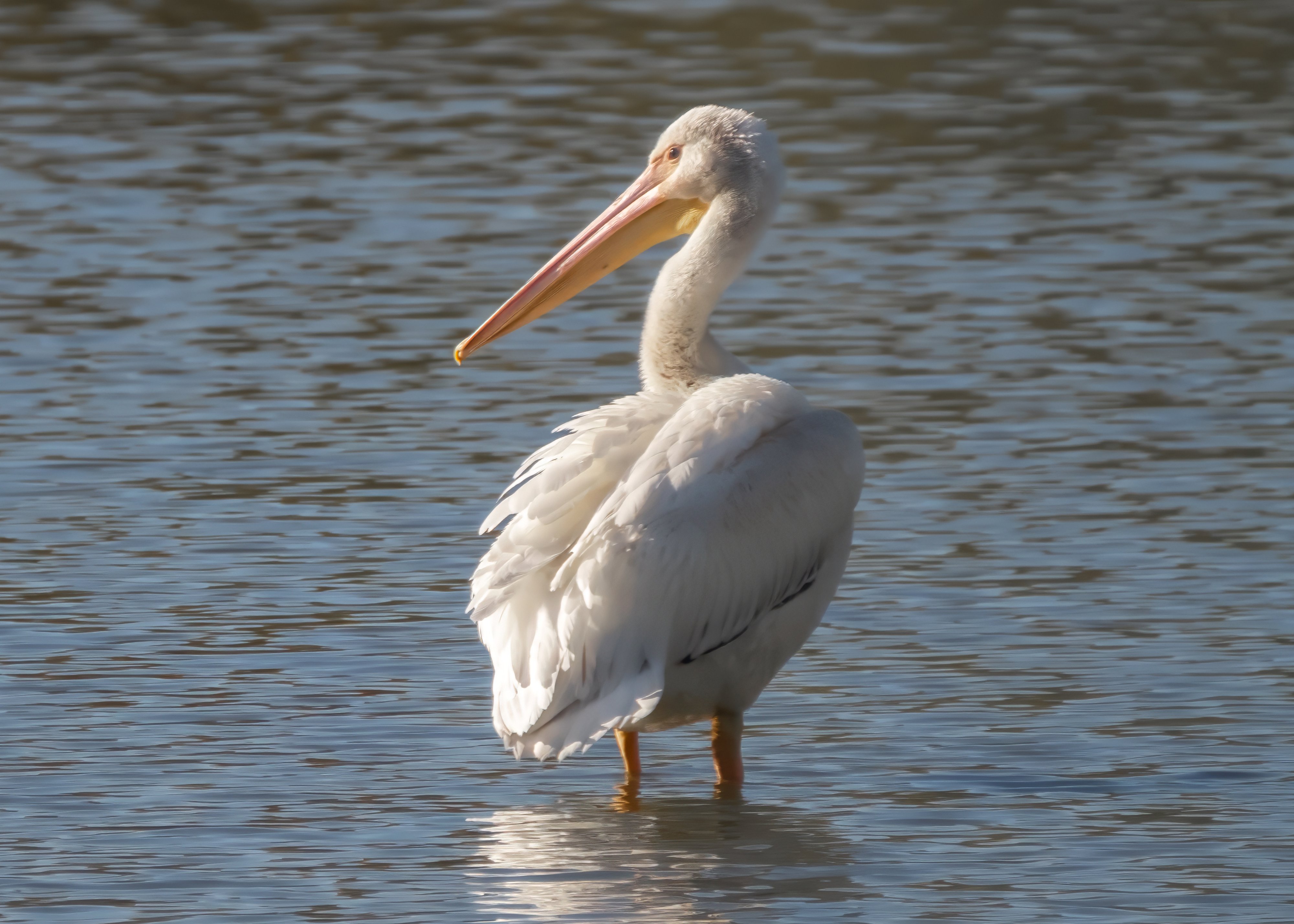 A single American White Pelican standing alone in shallow water at Oaks Bottom
