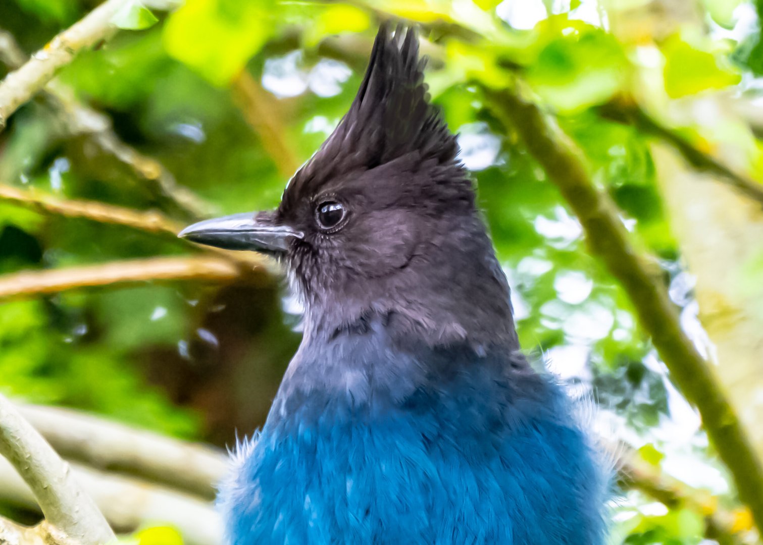 The Beauty of a Steller’s Jay: A Marvel of Nature’s Artistry