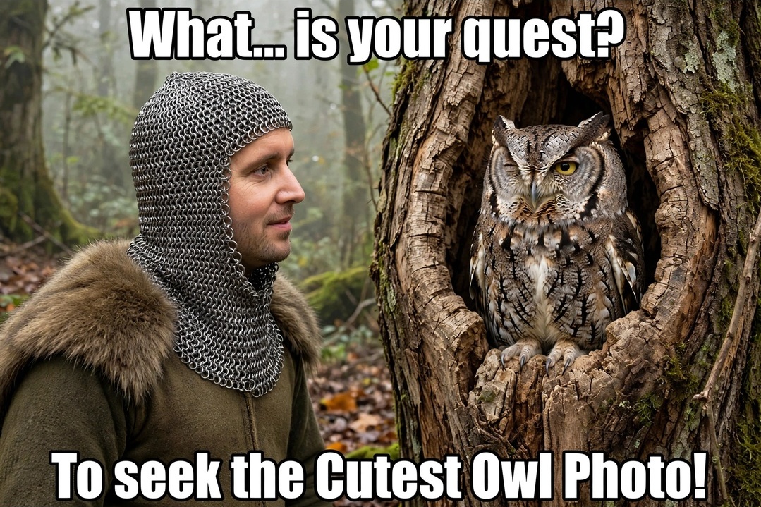 The knight facing a screech owl in a tree hollow, captioned What is your quest? To seek the Cutest Owl Photo
