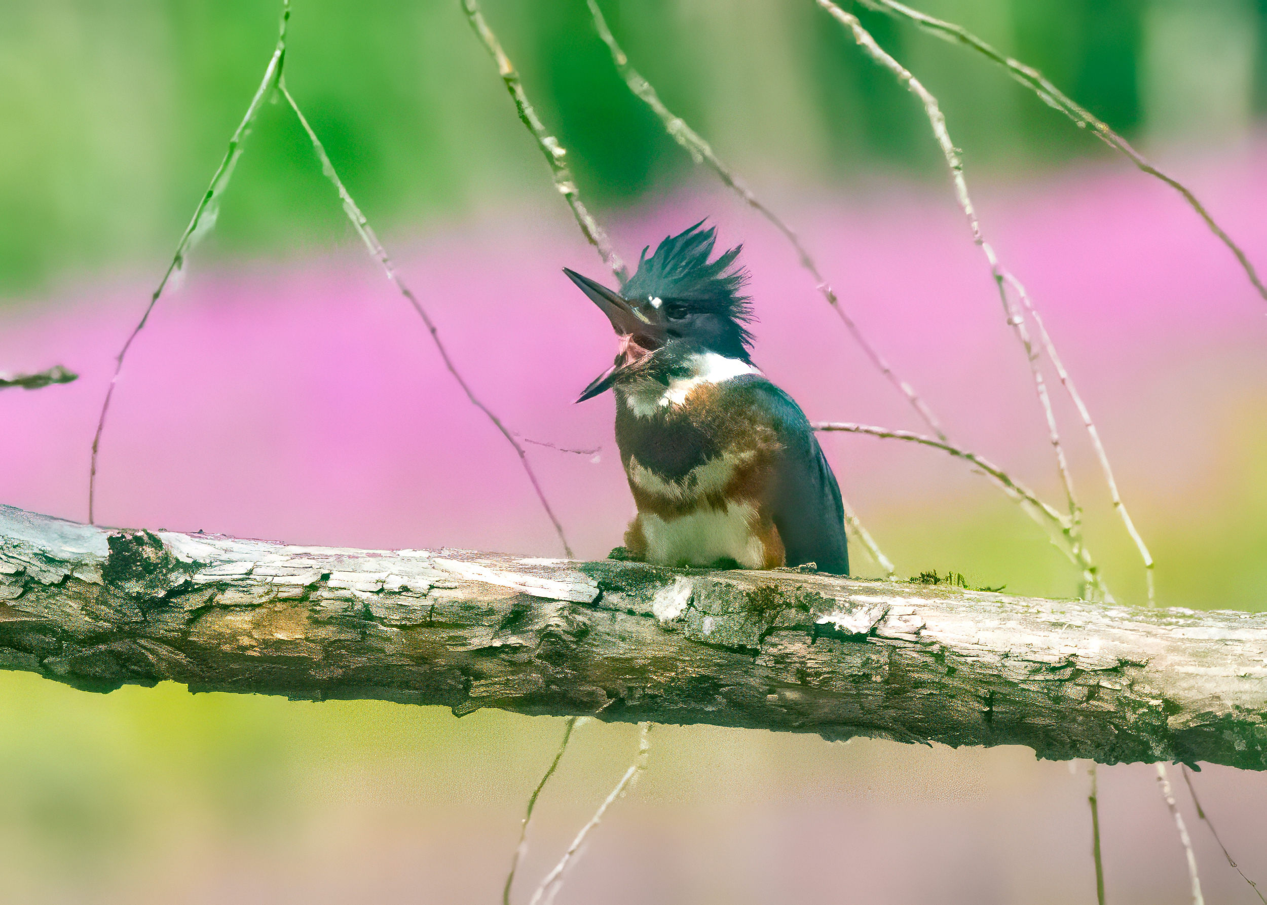 Belted Kingfisher yawning on a branch