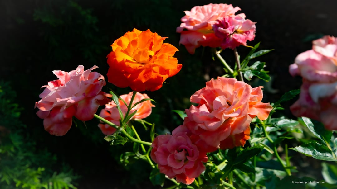 Sun-loving orange and pink roses planted along the street