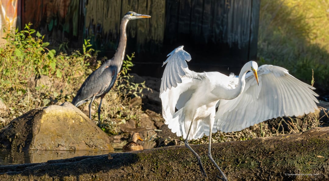 Great white egret with wings spread while a great blue heron watches from behind
