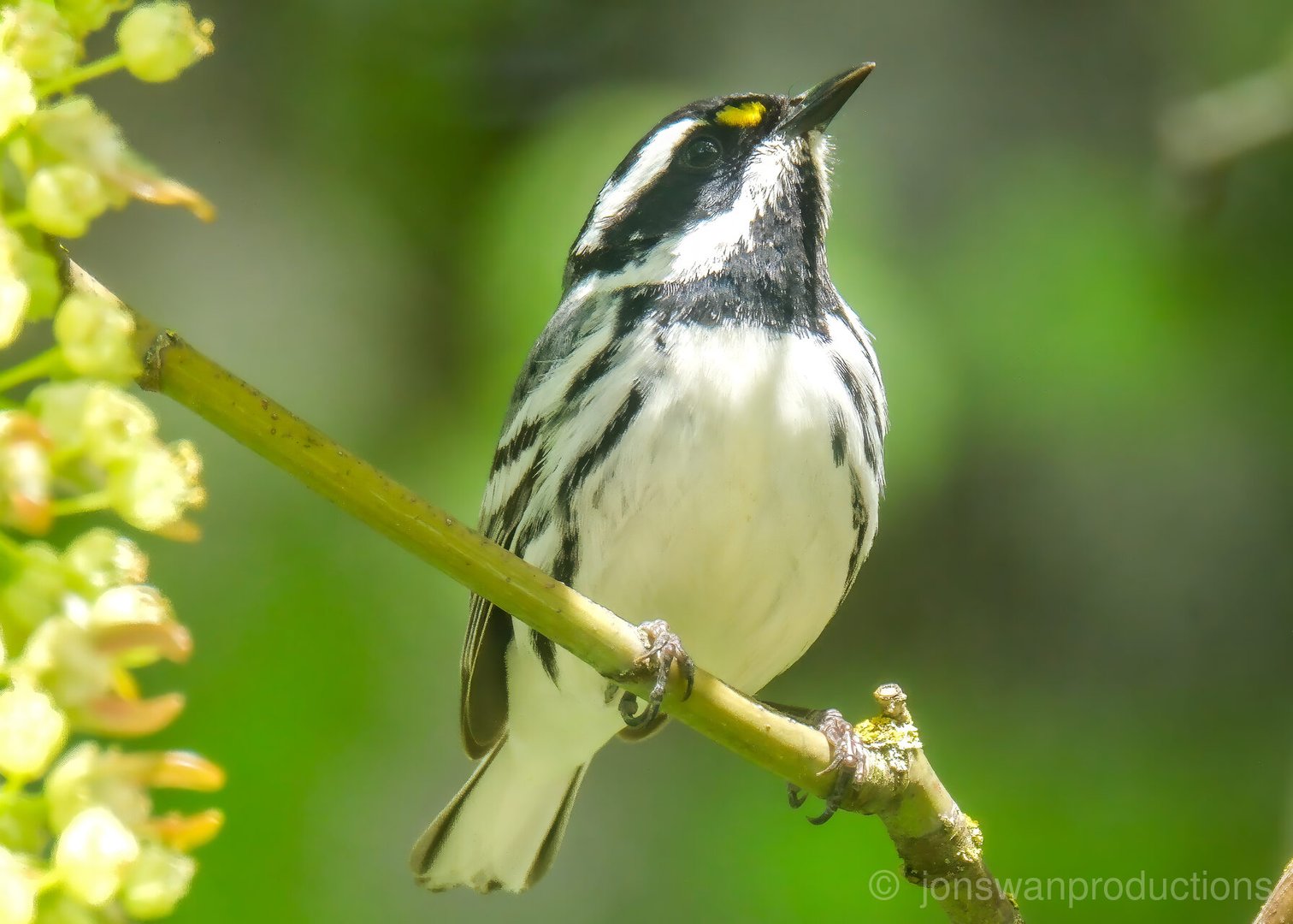 Black-throated Gray Warbler – Watching the Sky