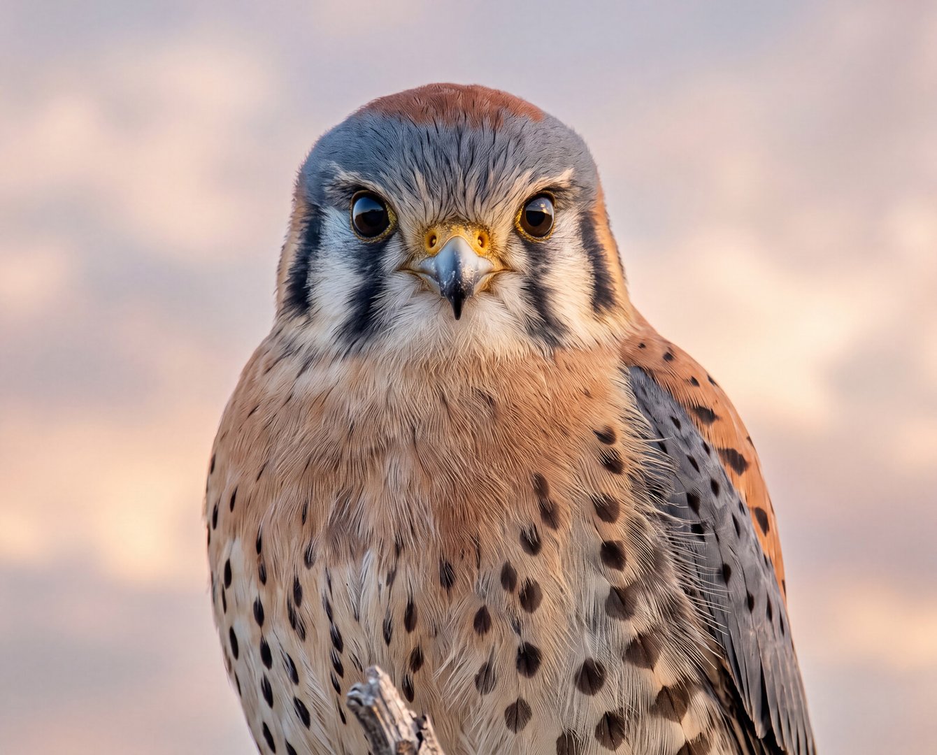 The American Kestrel: Portland’s Smallest Falcon