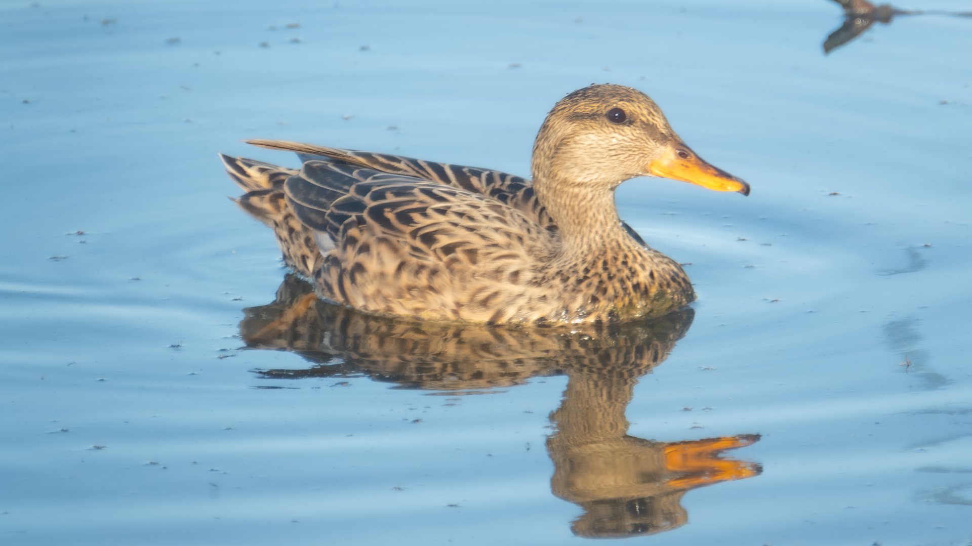 Female Gadwall duck at Oaks Bottom