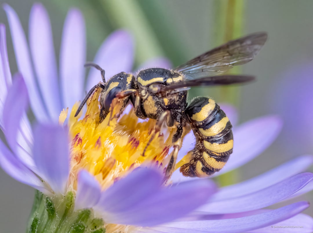 Bare yellow and black cuckoo bee on a Douglas aster, almost hairless and wasp-like