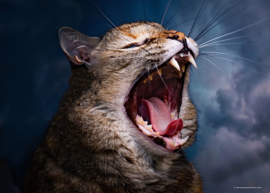 Hazel, a neighborhood cat, yawning wide like a small lion