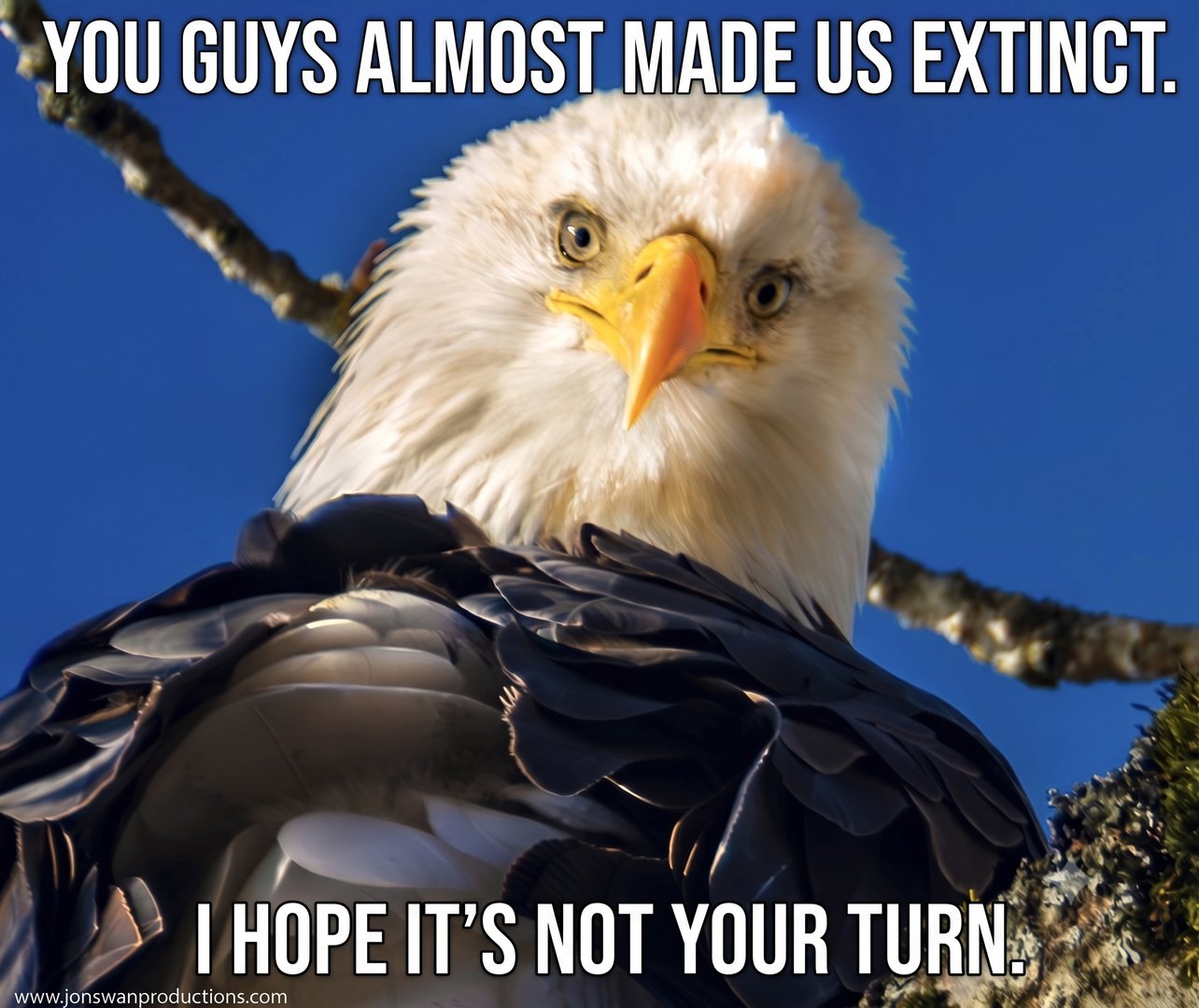 Bald eagle on a branch against blue sky, captioned You guys almost made us extinct. I hope it&rsquo;s not your turn.