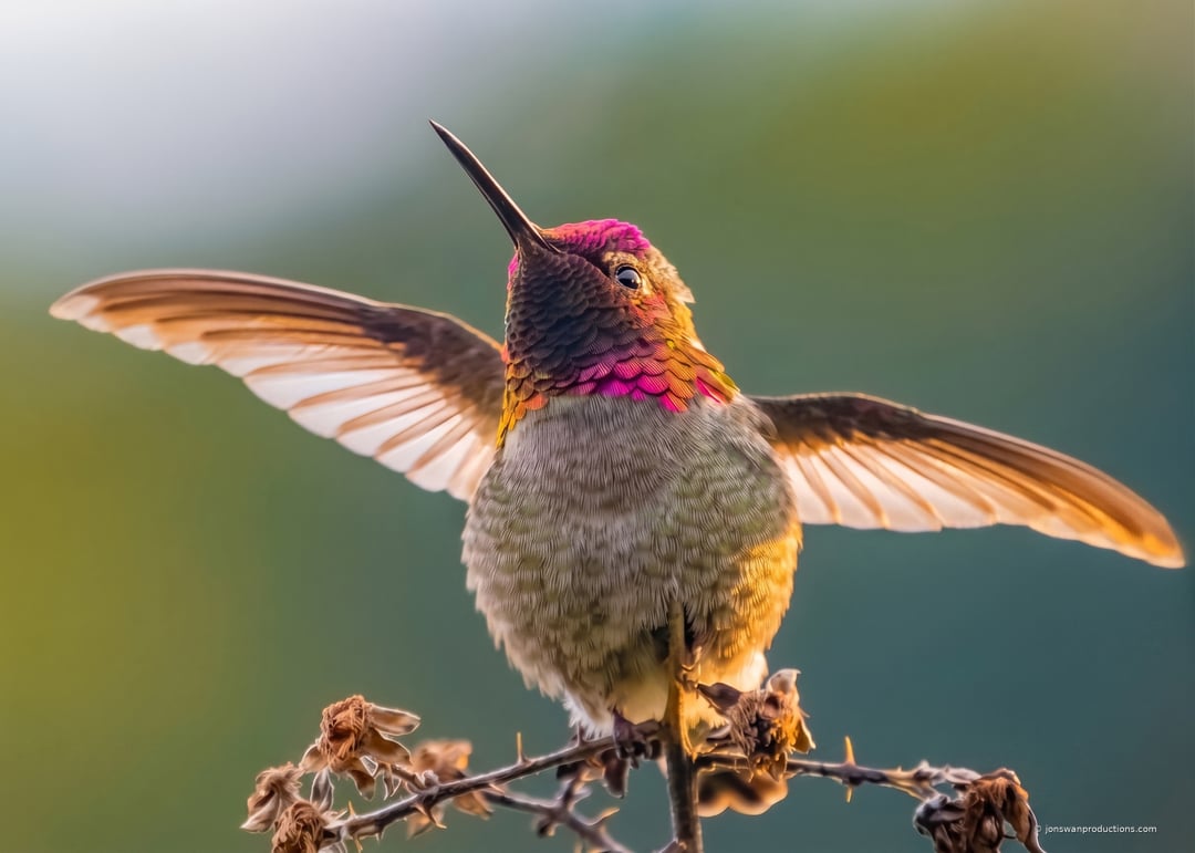 Male Anna's Hummingbird with outstretched translucent wings