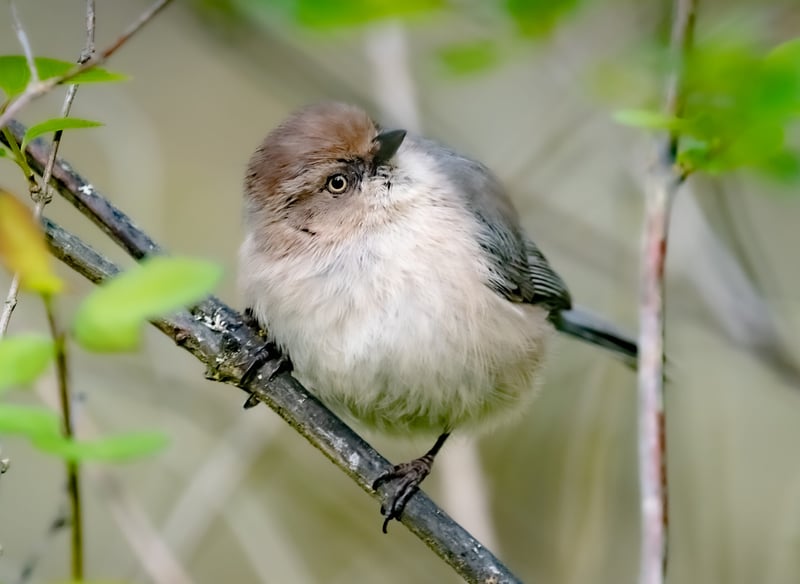 The American Bushtit in Oaks Bottom Wildlife Refuge