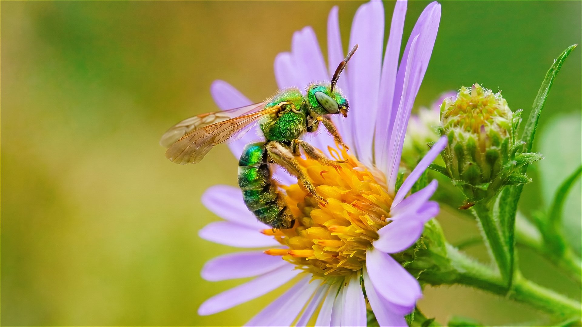 Female Green Sweat Bee — Overcast Light