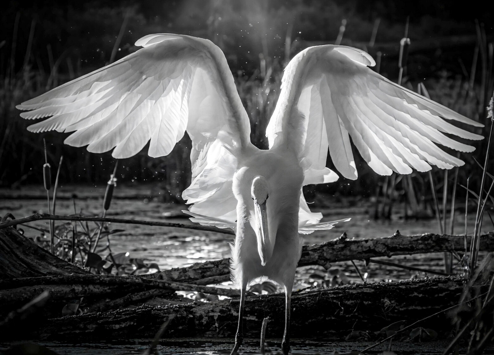 Backlit great white egret seen from behind with wings fully raised, in dramatic black and white