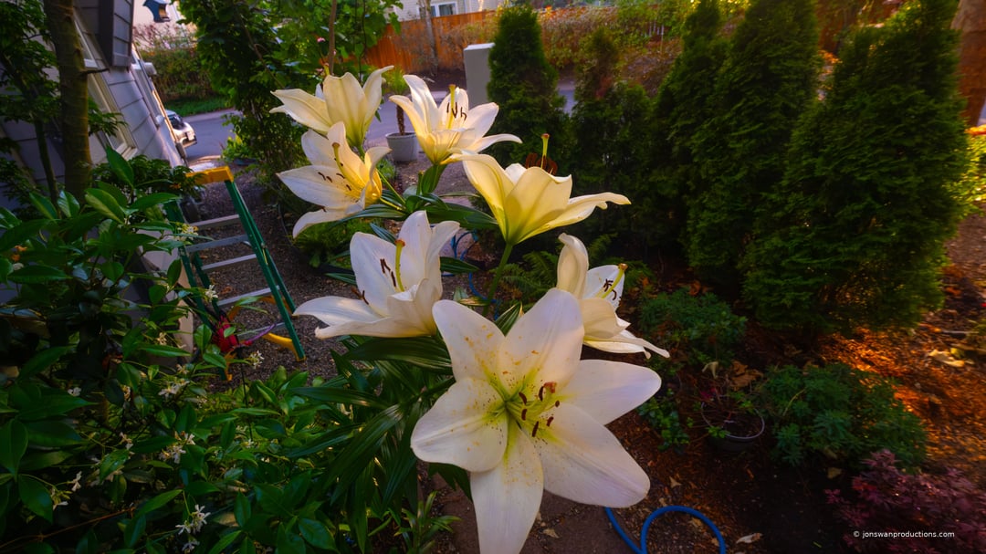 Oriental lilies grown in the garden, lit by golden-hour light