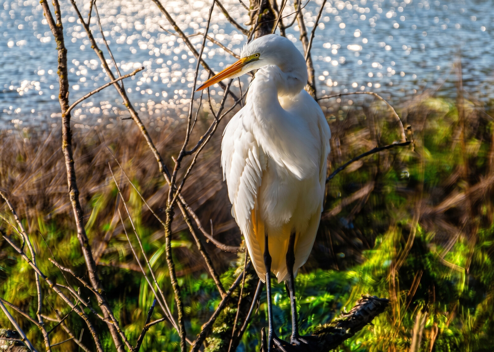 Great white egret standing among bare branches at the water's edge with sparkling bokeh behind it