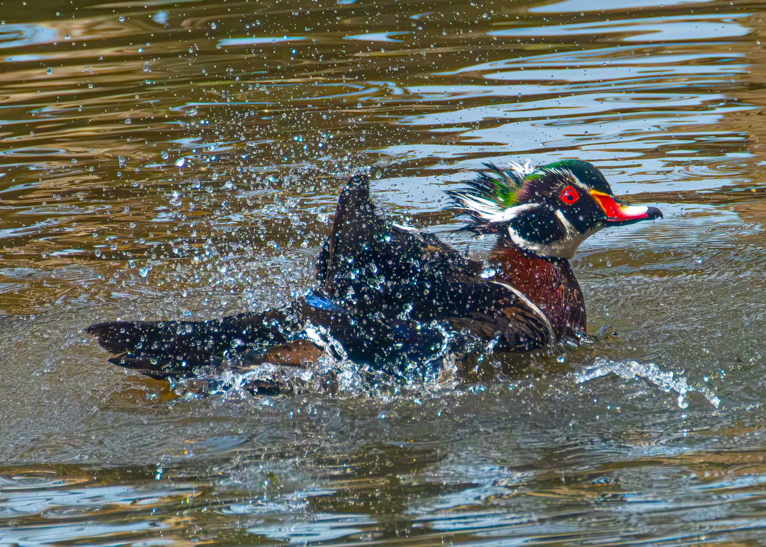 Wood Duck shaking and splashing in the water at Oaks Bottom
