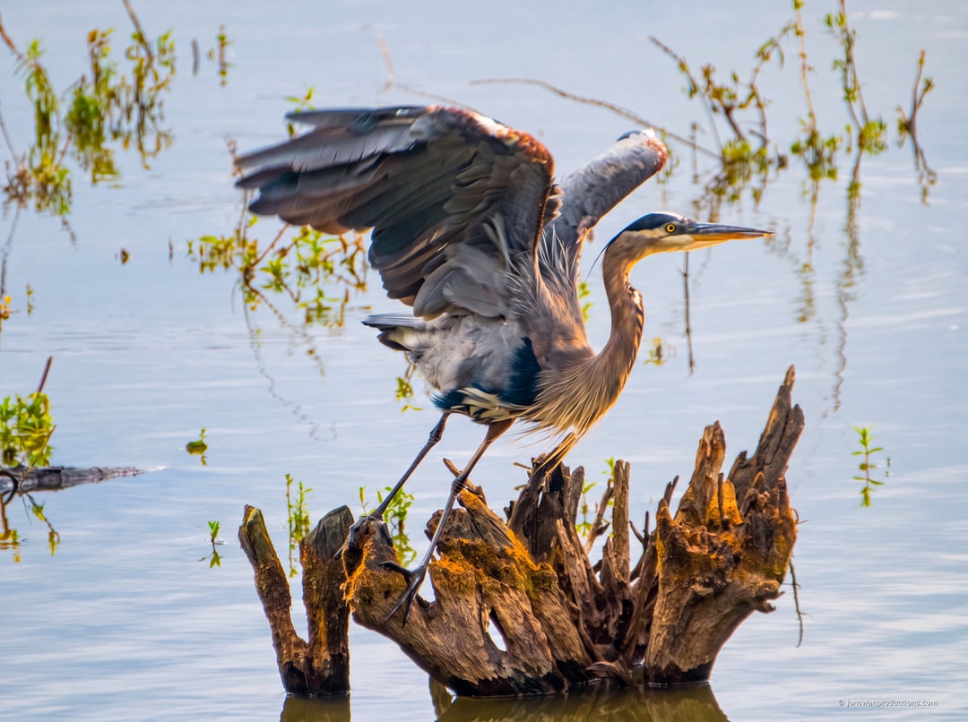 Great Blue Heron in breeding plumage lifting off a weathered stump in shallow water at Oaks Bottom