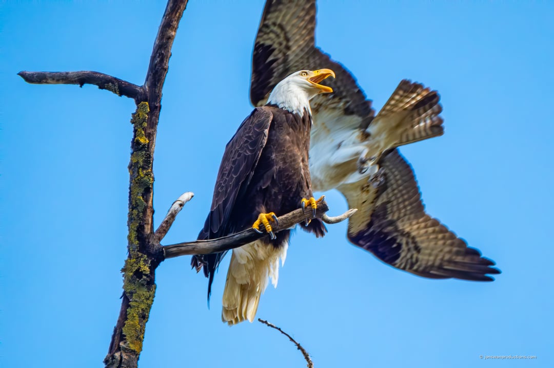 Bald eagle perched on a bare branch calling with its beak open while an osprey makes a close fly-by behind it
