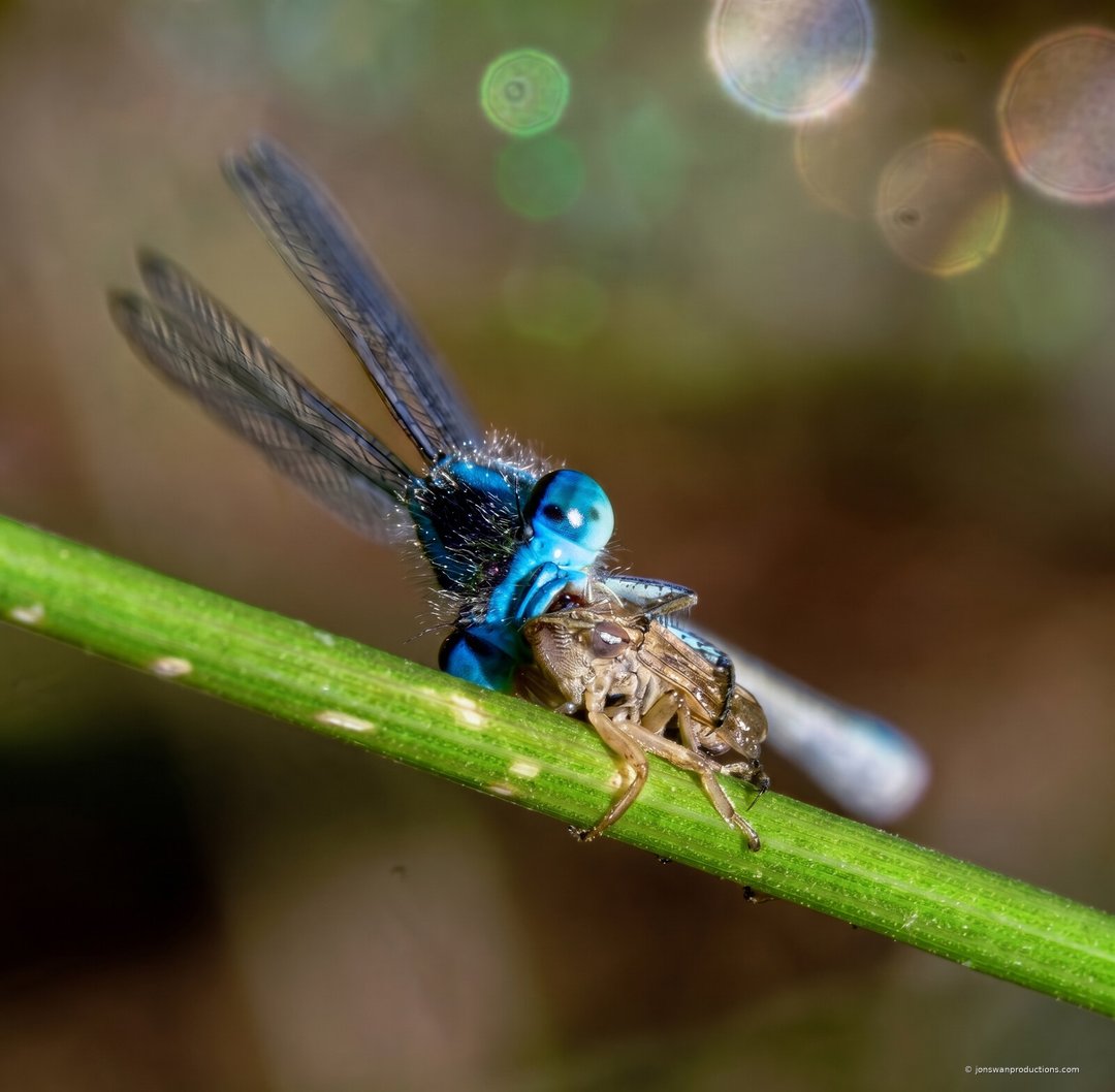 Blue damselfly on a green stem eating a small fly held in its front legs