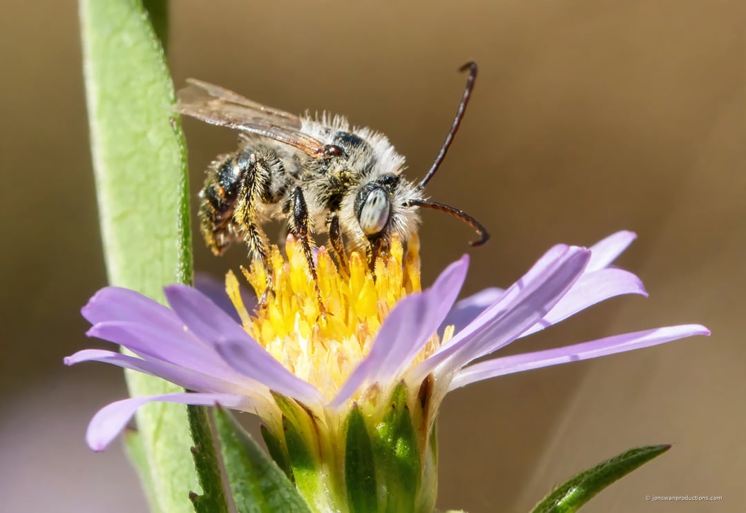 Male long-horned bee showing both long curved antennae and a pale cream face mark, with completely clean legs