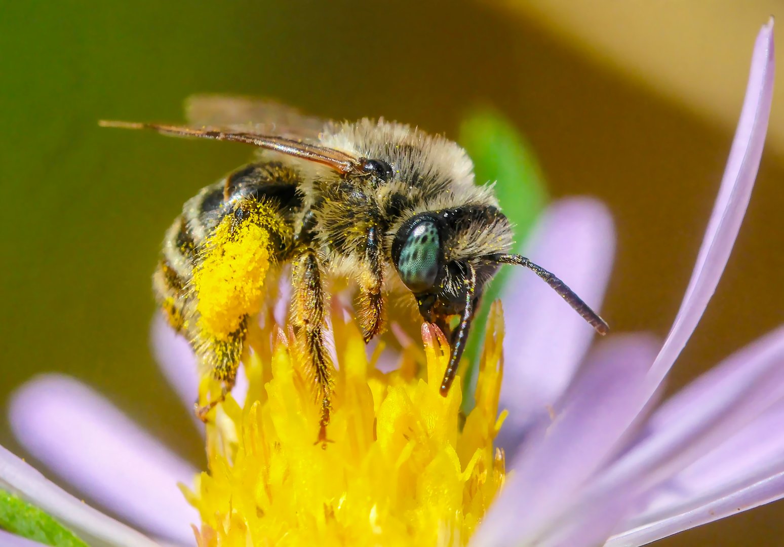 Macro shot of a bee gathering pollen on a bright yellow flower with purple petals nearby.