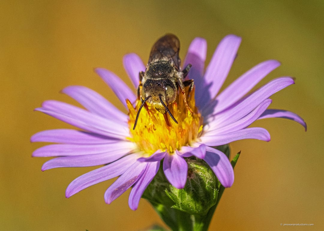 Head-on macro of a bee working the yellow disc florets at the center of a Douglas aster