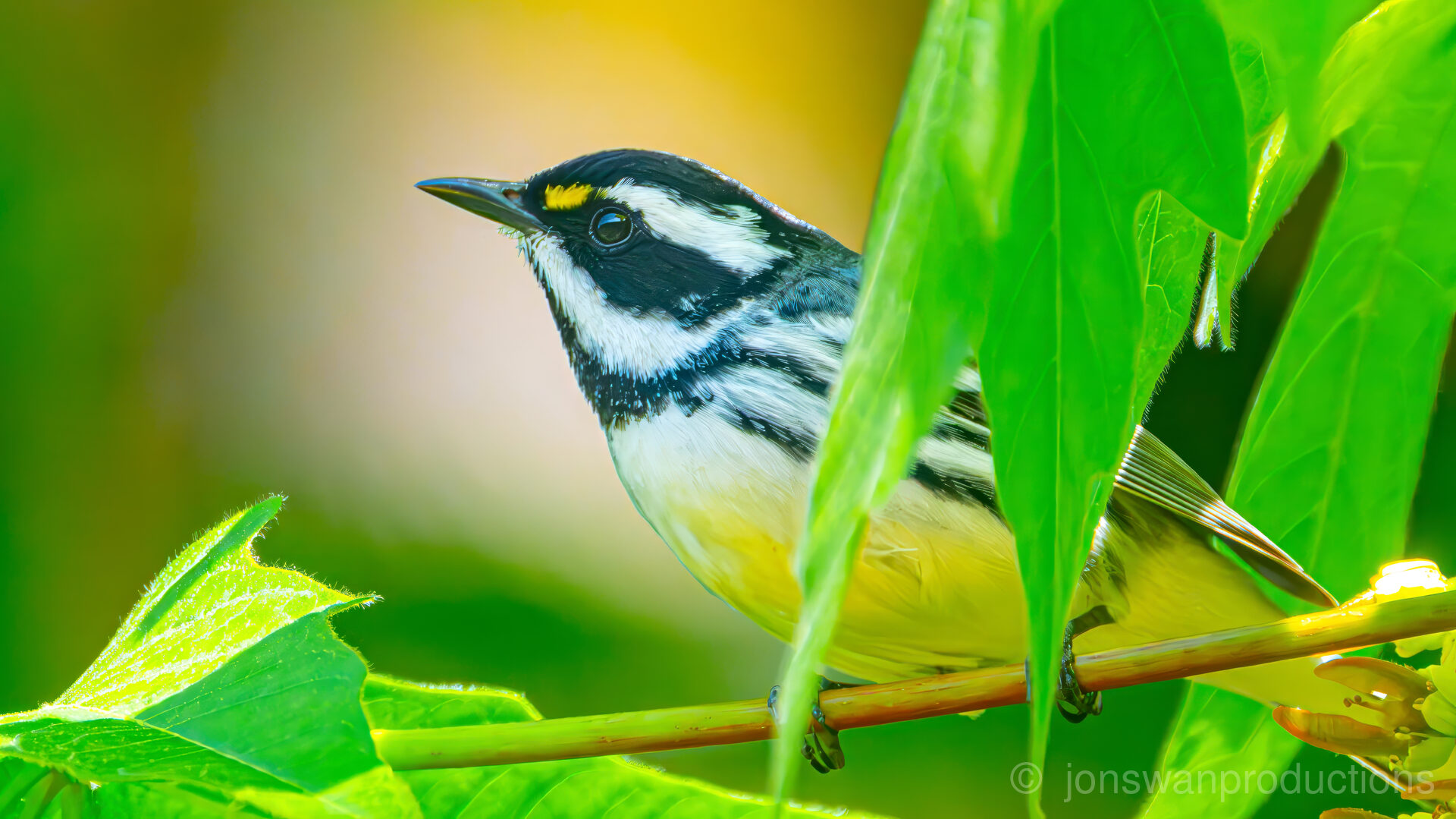 Black-throated Gray Warbler – Through the Leaves