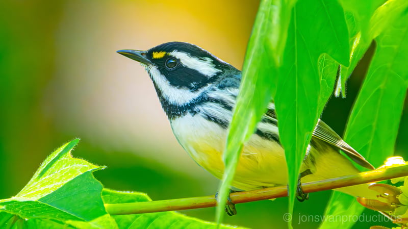 Black-throated Gray Warbler peeking through leaves in side profile by Jonathan Swanson