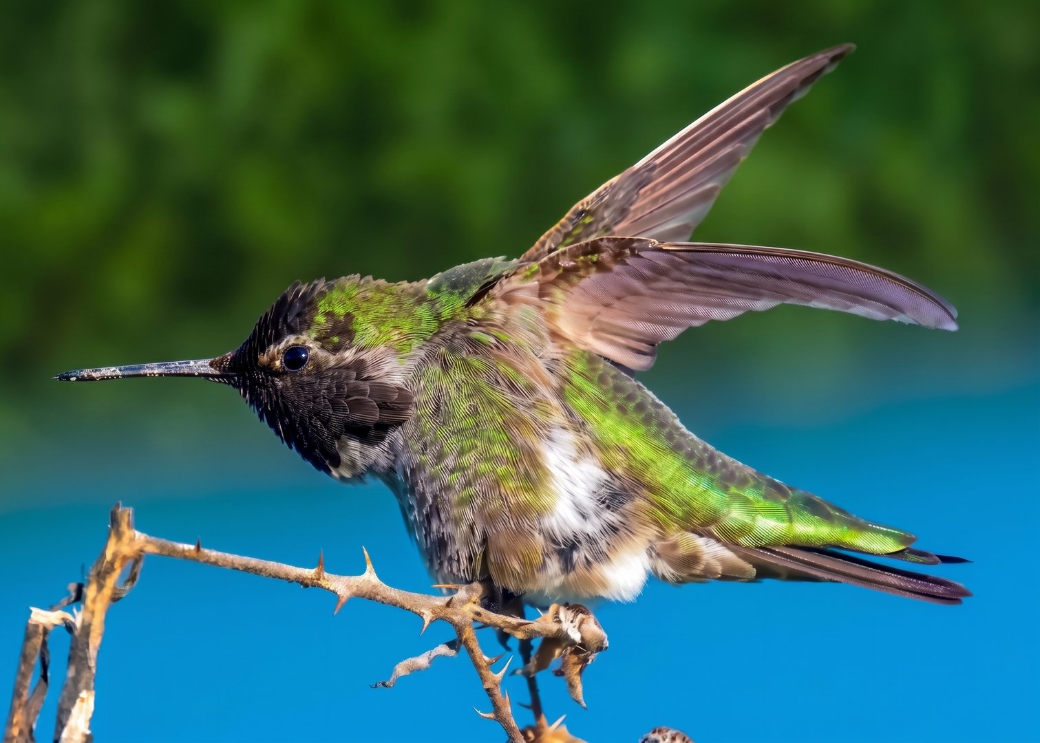 Male Anna's Hummingbird side profile with wings raised on a thorny cane