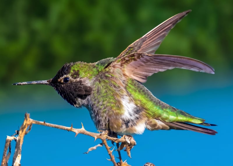 Plant the Flowers — Hummingbirds from Neskowin to Sellwood