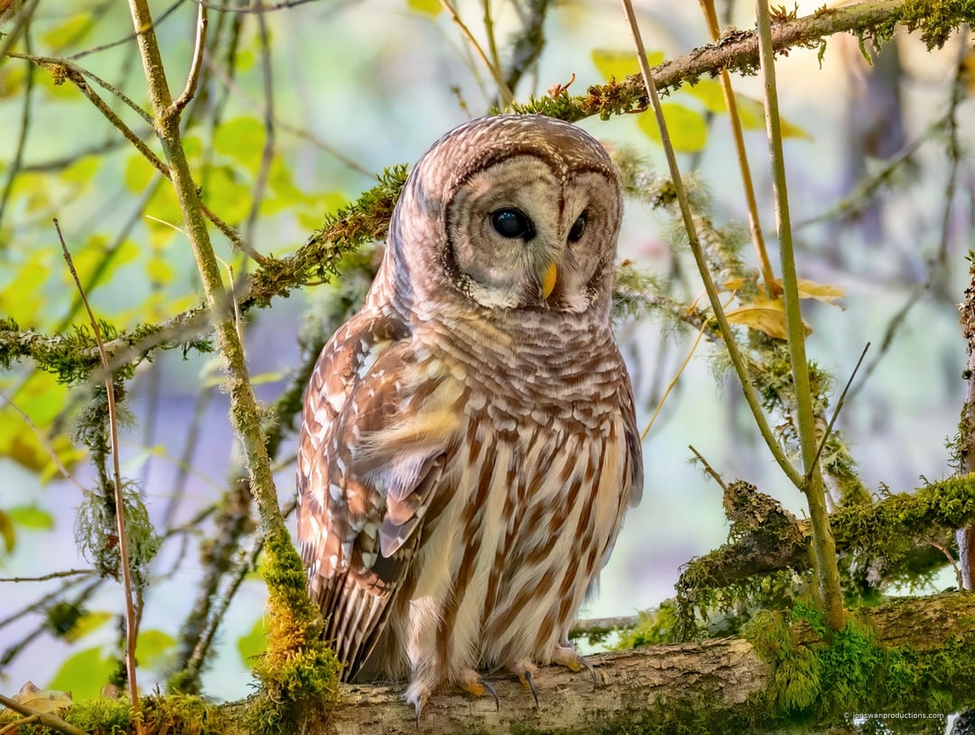 Full-length barred owl perched on a moss-covered branch among lichen and green leaves