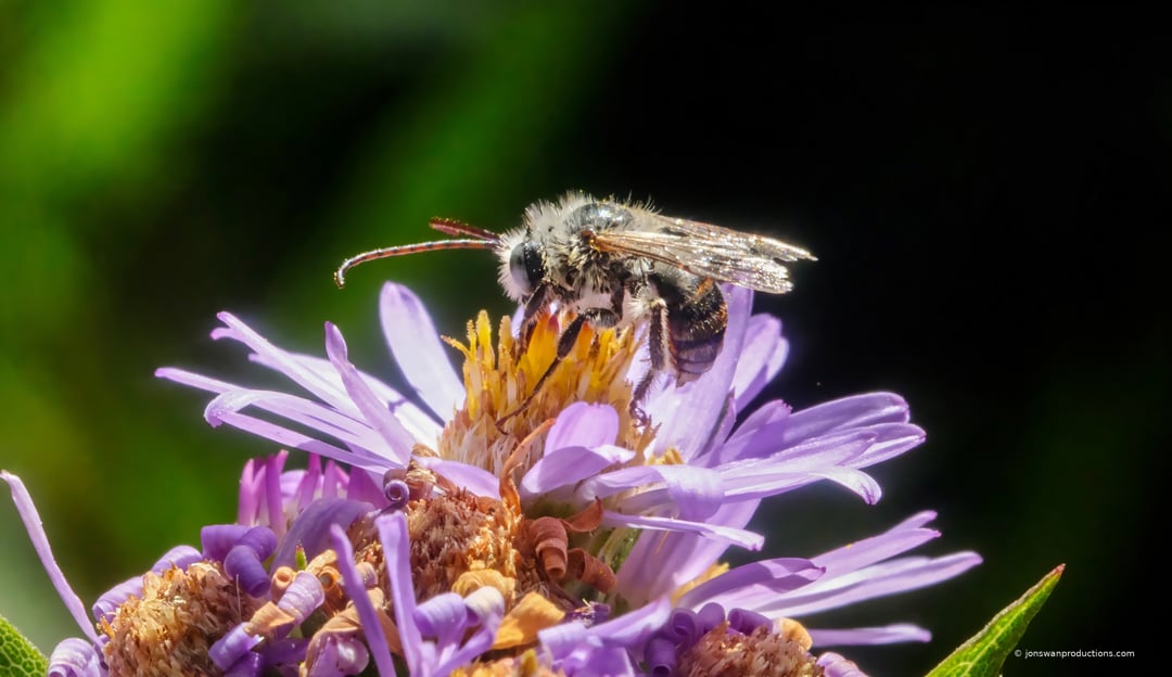 Male long-horned bee in profile on a Douglas aster, one enormously long antenna sweeping forward against a dark background