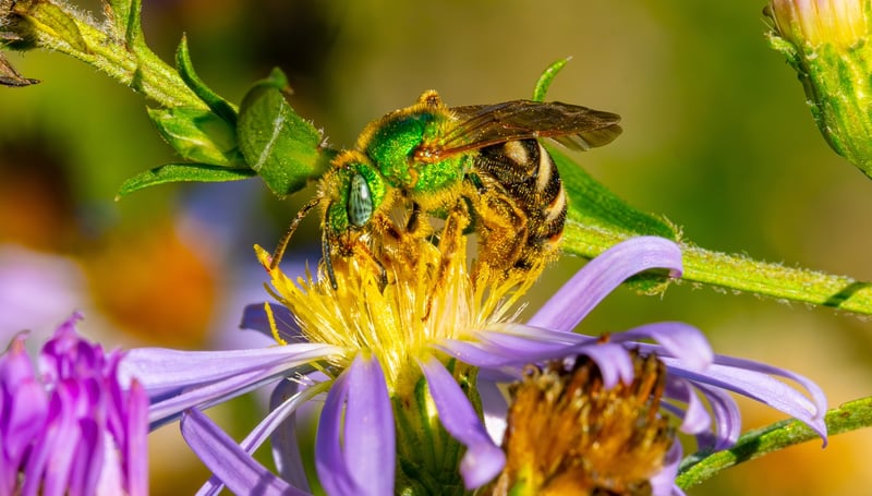 The Marvelous Green Metallic Sweat Bee